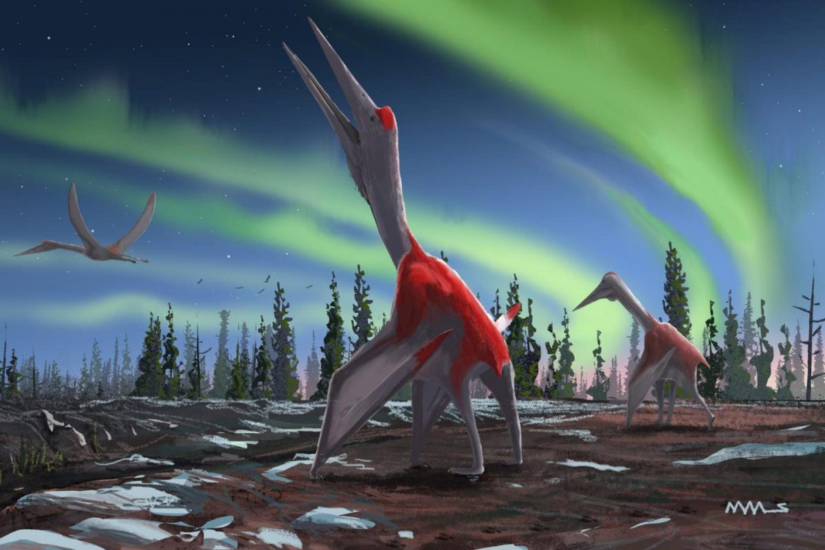 New species of pterodactyl dinosaur size of a small plane has been